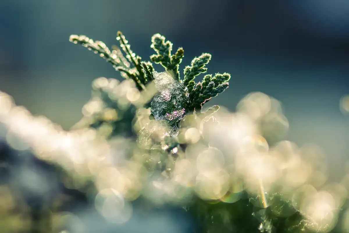 Frozen bedden