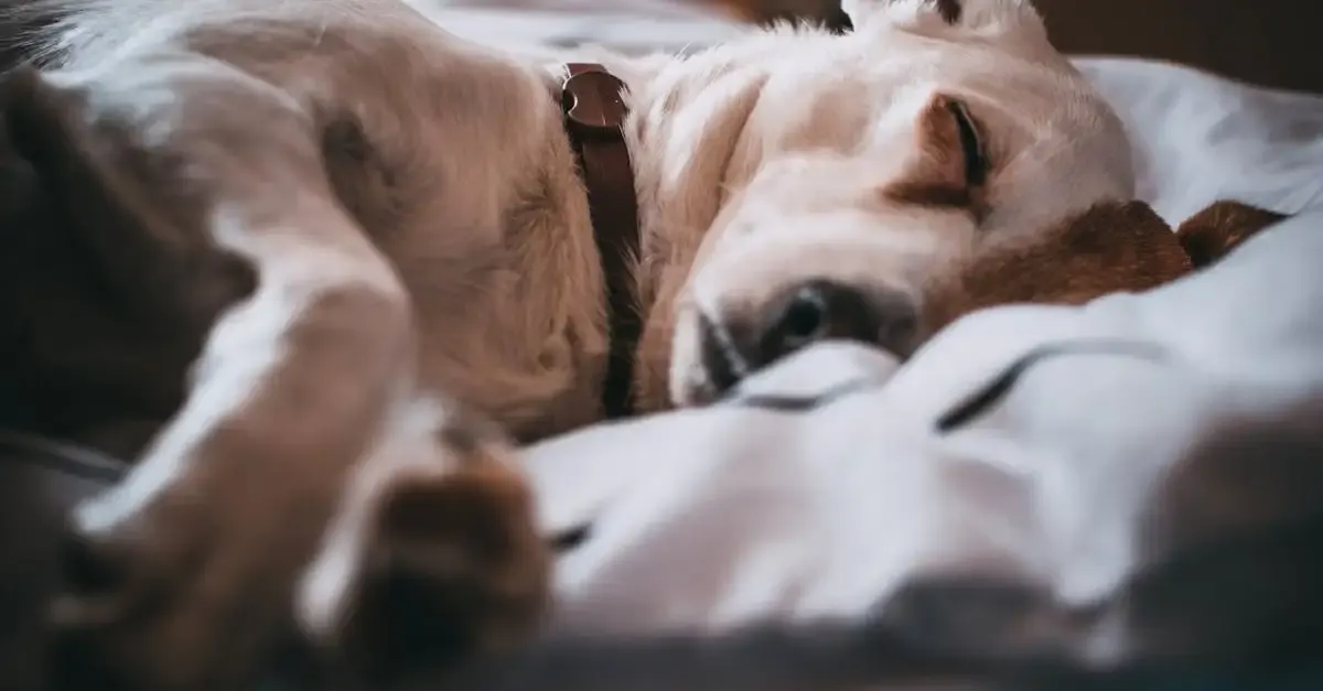 Honden bedden